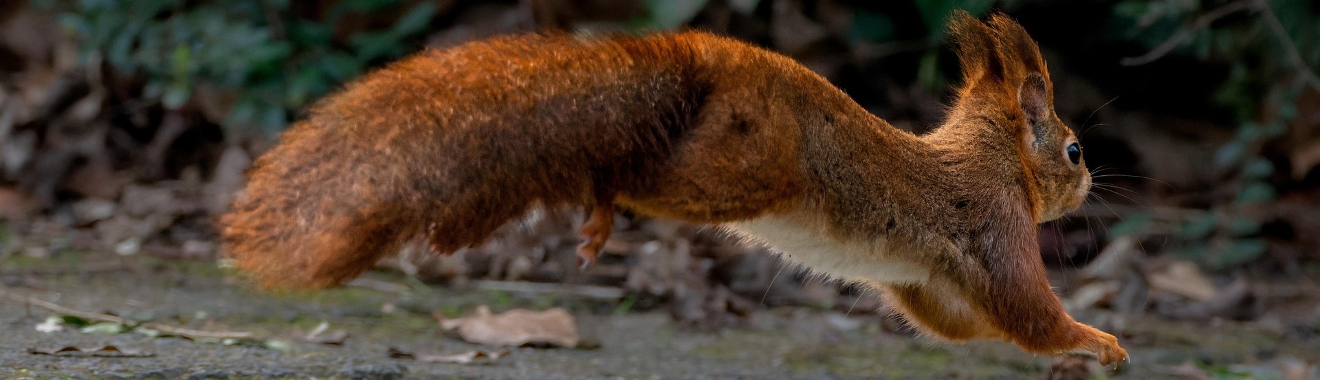 gruendercoach-animal-7870631_1920.jpg
