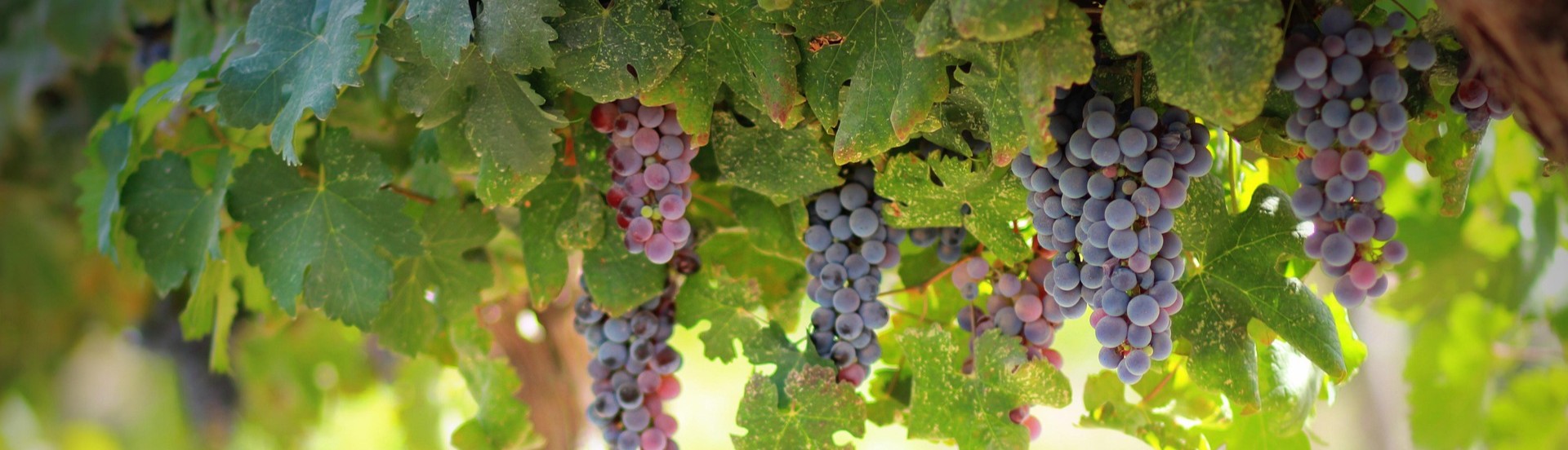 pexels-grapes-1844745_1920.jpg