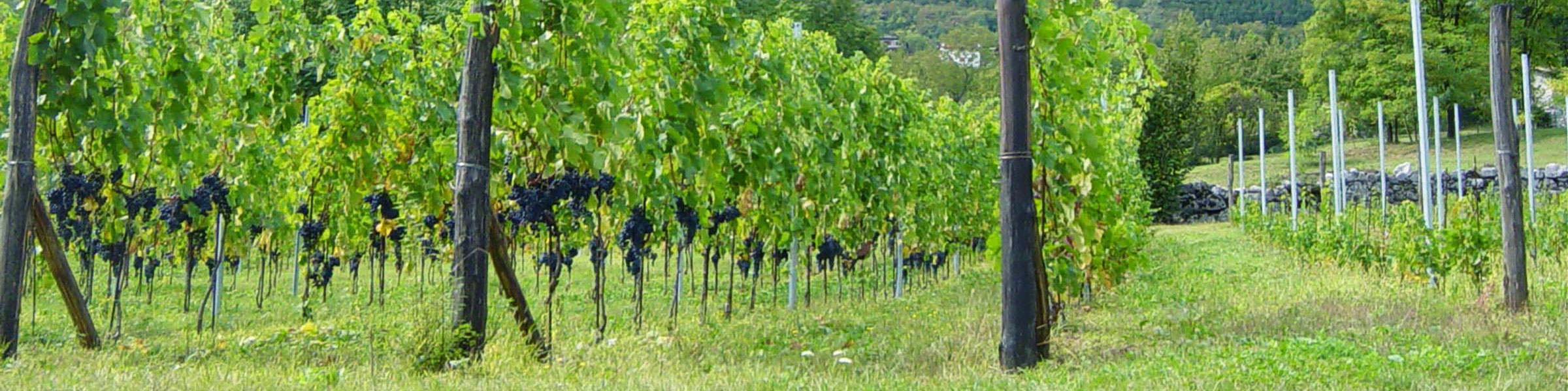 agrotecnici-1_2.jpg