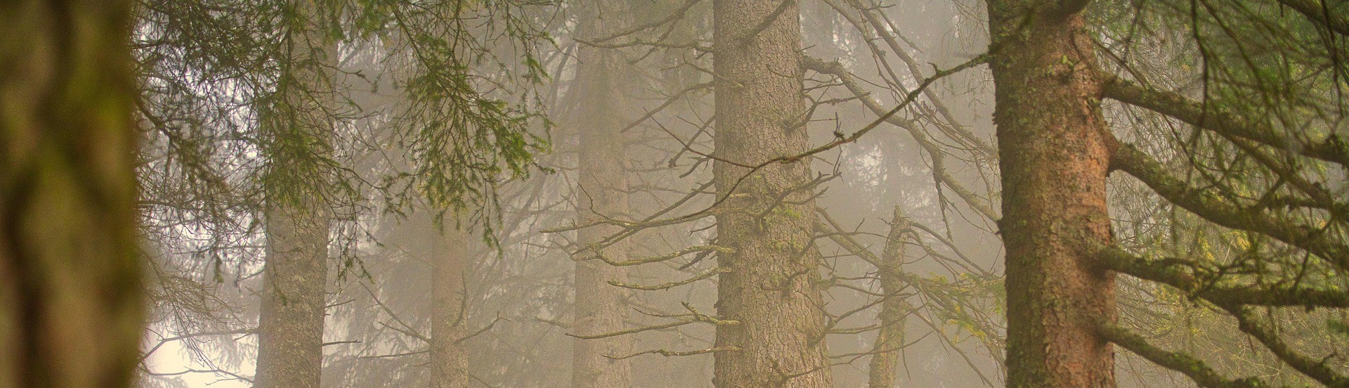 juncala-forest-7406241_1920.jpg
