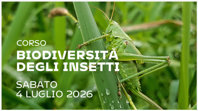 Immagine 2026-06-30 085910.png